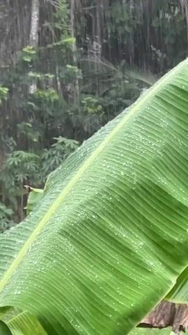 A close-up shot shows a large, bright green banana leaf during heavy rain. The leaf is covered with water droplets, and the rain is visible as streaks in the background, obscuring other plants and trees. The scene evokes a tropical or lush environment.