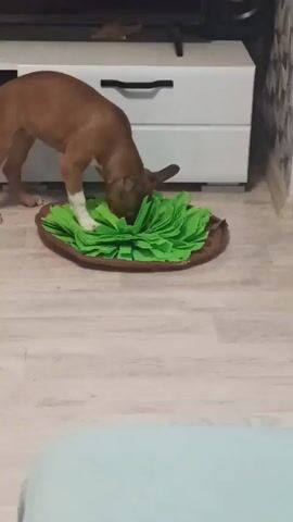 A brown puppy with white paws is sniffing and playing with a green enrichment mat on a light-colored wooden floor. The mat is circular and resembles green leafy vegetables. The puppy is positioned in the center of the mat, with its head lowered, actively engaging with the toy. In the background, a white cabinet with black handles is visible, and a dark television screen is mounted above it. The environment appears to be an indoor living space, possibly a living room or den.