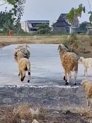 A flock of sheep walks across a paved surface. The sheep are mostly facing away from the camera, showing their backs. The environment appears to be rural, with houses and trees visible in the background. The ground in the foreground is covered in dry grass and debris.