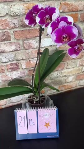 A close-up shot captures a potted orchid with vibrant purple and white flowers. The orchid is positioned in front of a brick wall, with its green leaves and exposed roots visible. In the foreground, a small desk calendar is placed on a dark surface. The calendar has three sections. The first section displays the number "21" in a large, clear font. The second section shows Cyrillic letters. The third section features a pink background with a drawing of an orange starfish under a sun, and the text "в ОТПУСКЕ" which translates to "on vacation". The video appears to be a still shot, or a very slow pan, of this arrangement.