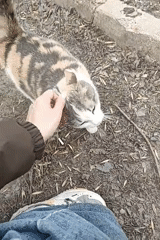 Person pets calico cat in Ufa, Russia