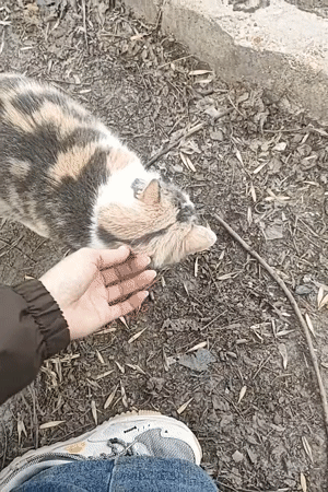 Person pets calico cat in Ufa, Russia