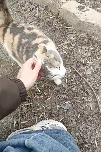 Person pets calico cat in Ufa, Russia