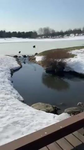 The video shows a view of a partially frozen lake and a stream flowing into it, framed by snowy banks. Three birds are visible in flight over the lake. The camera then moves across a wooden bridge spanning the stream. The bridge is made of horizontal wooden planks with a simple railing. The camera focuses on the stream as it flows beneath the bridge, with snow lining the edges of the stream banks. In the background, a cityscape is visible on the horizon.