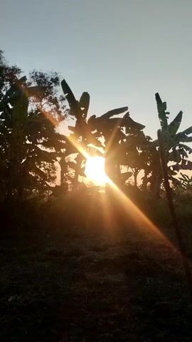 A low-angle, handheld shot captures a sunrise behind a dense cluster of banana trees. The sun is partially obscured by the leaves, creating a bright lens flare that emanates diagonally from the center to the lower right. The sky above is clear and pale blue, transitioning to a warmer hue closer to the horizon. In the foreground, the ground appears rough and uneven, with dark shadows cast by the trees. The overall impression is of a serene, natural landscape bathed in the warm glow of the early morning sun.