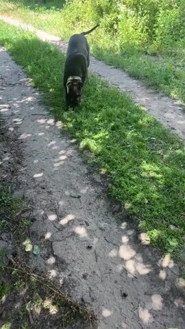 A black dog walks along a dirt path lined with grass and trees. The dog is wearing a light-colored collar. The sun casts dappled shadows on the path.