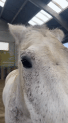 Horse observed training at indoor arena in Belgium