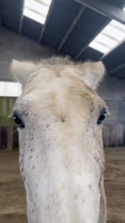Horse observed training at indoor arena in Belgium
