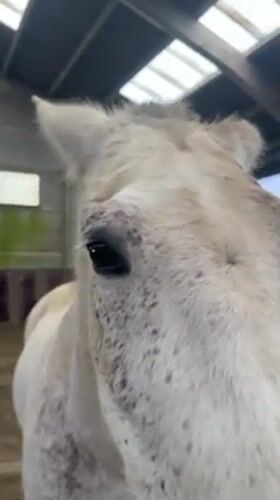 Horse observed training at indoor arena in Belgium