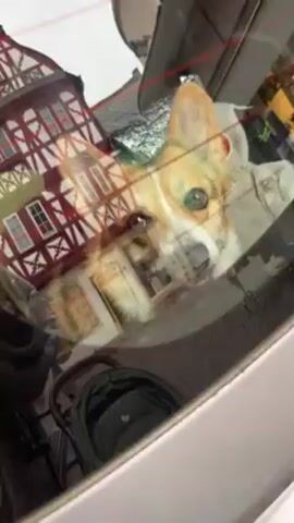 A Corgi dog is visible through the rear window of a vehicle. The dog is lying down, panting with its tongue sticking out, and looking directly at the camera. The reflection in the window shows a building with a distinct red and white half-timbered facade. There are also other objects visible inside the car, including a backpack and a reflective sunshade. A child's voice speaks in the background.