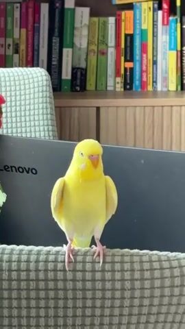 A bright yellow budgie stands on a textured, light-colored surface. Behind the budgie, a dark gray laptop with "Lenovo" printed on it is visible. Further in the background, a bookshelf is filled with various books, some with colorful spines. The budgie is facing forward, with its head slightly tilted. Its eyes are open, and its beak is slightly ajar. The lighting suggests it is daytime, with natural light illuminating the scene.