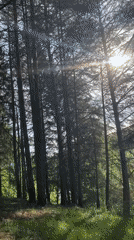 Cyclist spotted on forest trails in Chaikovsky, Russia