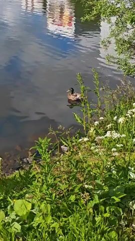 A lone duck swims in a calm body of water near the shore. The water reflects the sky and a building with red and white accents. Green foliage, including tall grasses and smaller plants with white flowers, lines the bank. A tree with green leaves is visible on the right side of the frame. The sun is shining, creating bright reflections on the water's surface and casting shadows.