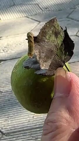 A person's hand is holding a small green fruit. On top of the fruit is a dried leaf, and a caterpillar is crawling on the leaf. The background is a paved surface.