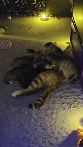 This video shows four cats piled on top of each other, appearing to be sleeping. The cats are mostly dark-colored with some tabby markings. They are lying on a gray carpeted surface. In the background, there are some fairy lights casting a warm yellow glow. A small portion of what appears to be a purple object is visible on the right side of the frame. The lighting in the video is dim, with the fairy lights being the primary light source, creating some shadows.