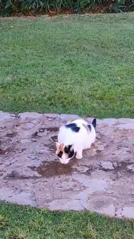 A tortoiseshell and white cat is drinking from a puddle of water on a stone pathway surrounded by grass. The cat is positioned in the center of the frame, facing downwards towards the water. The environment appears to be outdoors, possibly a garden or park, with green grass and some greenery visible in the background. The lighting suggests it is daytime.