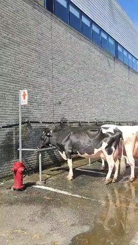 The video shows a line of cows standing outside a building with a brick facade and a large, modern windowed section. A person in a green shirt and grey pants is spraying water on the cows with a hose, suggesting they are being washed. The ground is wet and reflective, indicating recent spraying or rain. There are various objects around, including a red fire hydrant and some buckets. The sky is blue and clear. The cows are mostly black and white Holstein Friesians. The scene appears to be a farm or agricultural facility.