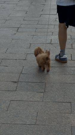 Street life in Moscow: dogs, décor, and live music