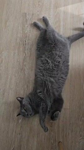 A grey cat is lying on its back on a wooden floor. A person's hand is reaching towards the cat's belly. The cat's paws are slightly extended. The cat appears relaxed.