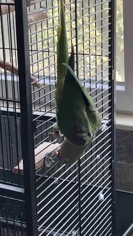 A green parrot is upside down hanging on the bars of its cage. The parrot is looking down towards a perch. It appears to be chewing on something. The background of the video shows a window with sunlight coming through.