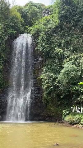 The video presents a serene daytime view of Pa Sỹ Waterfall (Thác Pa Sỹ) in Măng Đen, Vietnam. A powerful cascade of water tumbles down a multi-layered dark rock face into a wide pool with a distinctive brownish-yellow tint. The waterfall is framed by an abundance of lush, dense green tropical vegetation, including tall trees and various plants, covering the slopes on either side and above the falls.

The light appears diffused, suggesting an overcast or partly cloudy sky, with no direct harsh sunlight. On the right bank of the pool, a white sign with green lettering is visible, clearly stating "THÁC PA SỸ," identifying the location. The scene is static, focusing entirely on the natural beauty and grandeur of the waterfall and its surrounding environment, evoking a sense of tranquility and natural awe. No human activity is visible.