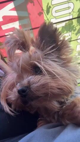 A Yorkshire Terrier dog is resting its head on someone's lap, with its face tilted to the left. The dog has light brown and dark brown fur. In the background, there is a red and green sign with some writing on it, possibly a banner or advertisement. The lighting suggests it is daytime, and the setting could be outdoors.
