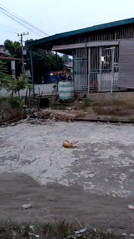 The video shows an orange cat lying on a cracked concrete surface. The cat is in the center of the frame, and it is initially lying still. As the camera zooms in, the cat looks up and meows. Behind the cat are some dead palm fronds, and in the background there is a building with a green roof. The surrounding area appears to be slightly unkempt, with bits of trash scattered around.
