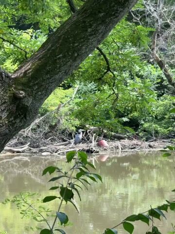 The video displays a serene natural scene with a body of water in the foreground, reflecting the lush greenery of trees and foliage. A large tree trunk dominates the left side of the frame, with its branches extending upwards. In the background, along the water's edge, several objects are visible. Two birds, likely herons, stand near the shore. Among the debris on the bank, a bright orange object, possibly a buoy or a large plastic sphere, stands out. The overall atmosphere is tranquil, with the sounds of nature such as birdsong and rustling leaves creating a peaceful ambiance.