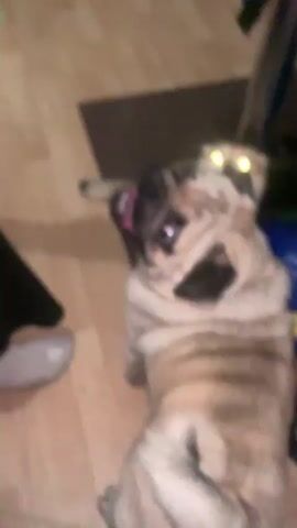 A pug dog is lying on its back, looking up at a green feather toy being dangled above it. The dog's mouth is open and its tongue is sticking out. Its eyes are wide and appear to be reflecting light. Behind the pug, a cat is visible, also looking up at the toy, its eyes glowing green. The scene appears to be indoors, with a wooden floor and some furniture in the background. The lighting suggests it is daytime, but the specific time is not discernible. The overall mood seems playful and lighthearted. There is no visible text in the media file.