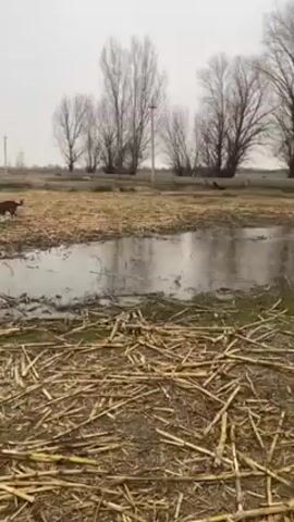 The video shows a rural landscape with several horses grazing in a field. The ground is covered in brown straw and grass, with a large puddle of water in the foreground reflecting the gray sky. Bare trees line the horizon, adding to the starkness of the scene. The horses are various shades of brown, and some are actively eating while others stand and observe their surroundings. The overall atmosphere is quiet and subdued, suggesting a cold or overcast day.
