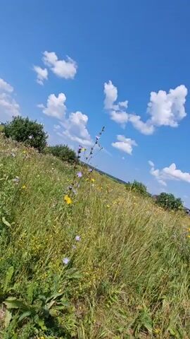 The video shows a grassy field under a bright blue sky with scattered white clouds. The camera appears to be moving, likely handheld, giving a slight tilt and sway to the scene. The field is covered in various types of grasses and wildflowers, with some yellow and purple blooms visible. In the background, there are green bushes and trees, and a hint of buildings or structures in the far distance on the left. The overall impression is of a natural, open landscape on a sunny day.