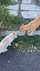 Cats interact with residents on wet Plovdiv streets