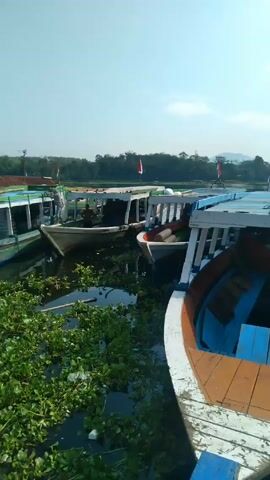 A dock is lined with small boats in this medium shot on a sunny day. The boats are variously painted with white, blue, and green details. The water around the boats is heavily choked with aquatic plants. A yellow truck with a tall bed is parked on the dock, and workers dressed in blue load bags from the truck onto one of the boats. A man wearing a white t-shirt, green pants, and a black shoulder bag walks past the truck and the boats, further down the dock. In the background, on the far side of the water, a tree-lined bank can be seen. There are small structures on the bank and small red and white flags fluttering in the distance.