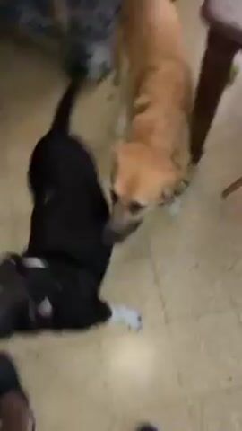 Here's a description of the video:

The video shows two dogs indoors. One dog is mostly black with some white markings, and the other dog is tan. They are barking and circling each other. They appear to be excited, maybe playing, and nipping at each other. The camera moves around as the person filming follows the dogs. The room has tile and hardwood flooring, and some furniture is visible in the background.