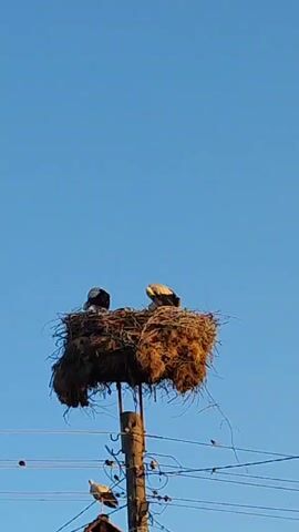 A large nest made of branches and straw sits atop a wooden pole. Two storks are perched within the nest. One stork on the left faces left, with its head down. The other stork on the right faces right, with its head down. Below the nest, a smaller stork stands on top of a structure that resembles a chimney or roof. Power lines are visible running horizontally across the frame. The sky above is clear and blue.