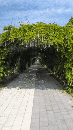 Flower tunnel walkway captured in South Korea village