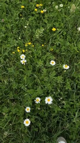 The video shows a close-up, top-down view of a grassy field filled with daisies and small yellow flowers. The camera is held steady, and there is no movement visible in the footage, suggesting it is a still image or a very short, static video clip. The lighting appears to be natural daylight, creating a soft, slightly overcast atmosphere. At the very bottom of the frame, a small portion of a person's shoe is visible, indicating someone is standing in or near the field.