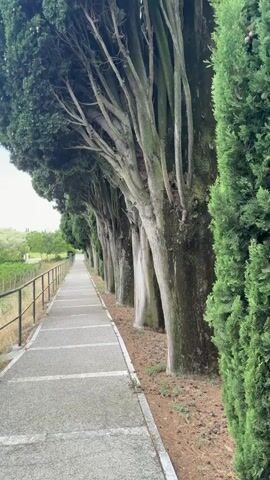 The video shows a person walking along a paved path lined with tall trees on the right and a vineyard on the left. The path is made of concrete with square-shaped textured inserts. A metal railing runs along the edge of the path next to the vineyard. The trees are tall and slender with rough bark and dense green foliage. The vineyard consists of rows of green plants supported by wooden stakes. The sky is blue with some white clouds. In the distance, beyond the vineyard and trees, a body of water and more trees are visible. The scene appears to be outdoors in a rural or semi-rural setting.