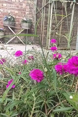 A low-angle video shows a patch of vibrant pink and purple flowers with green stems and leaves in the foreground. Behind the flowers, there is a brick wall with two potted plants on a stand, and a metal gate. Tall grass and other greenery are visible in the background. The video is static, with no visible movement or action.