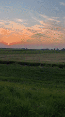 Golden hour over the flat green fields of Genemuiden