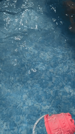 Summer afternoon in Surami: pools, garden blooms, and mountain views