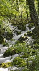 Forest brook flows through moss-covered rocks in Montenegro