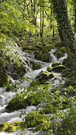 Forest brook flows through moss-covered rocks in Montenegro