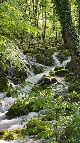 A babbling brook flows down a rocky incline in a dense forest. The rocks are covered with lush green moss. Trees line both sides of the brook, their leaves creating a canopy that filters the sunlight. The water is clear and rushes over the rocks, creating small waterfalls. The camera angle is slightly low, looking up the course of the stream.