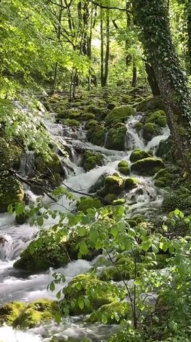 Forest brook flows through moss-covered rocks in Montenegro