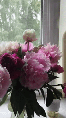 Peonies on windowsills, selfies, and miniature scenes