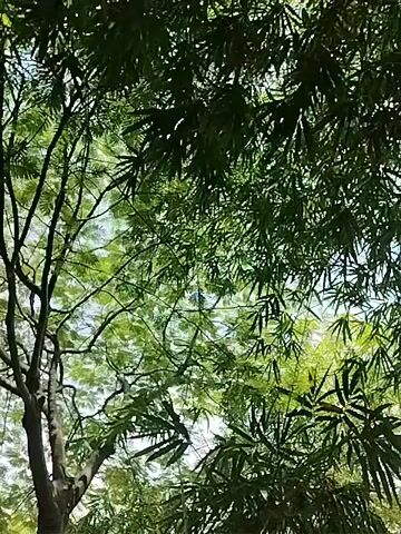 The video pans upwards through lush green foliage. In the foreground, a large tree with a dark trunk and branches fills the frame, its leaves obscuring the sky. The camera then tilts to focus on more dense greenery, appearing to be bamboo, with long, slender leaves. The overall impression is of a natural, shaded environment.