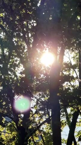 The video shows the sun shining through the leaves of a tree. The leaves are green and the sky is blue. There is a small green reflection in the lower left corner of the frame. The sun is bright and casts shadows on the leaves.