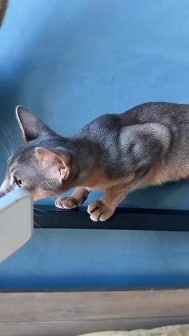 A short video clip shows a gray and brown Abyssinian cat with large ears and yellow eyes moving along a shelf against a blue wall. The cat is in focus in the foreground, and its body is mostly visible as it walks. In the background, a blurry object resembling a woven lamp or basket is visible on the left. A hand holding a white smartphone is visible in the lower left corner of the frame, suggesting the video is being recorded. The cat's tail is not visible, but its body seems to be in motion, with its hind legs blurred. The cat appears to be looking at something off-camera.