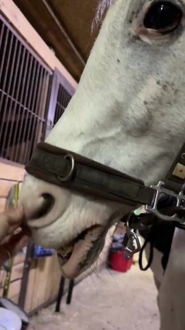 A close-up shot focuses on the face of a white horse in a stable. The horse is wearing a brown noseband with a metal ring. A hand, adorned with rings, gently strokes the horse's nose, which causes the horse to open its mouth and display its teeth. The stable interior is visible in the background, featuring a barred window, various items hanging on the wall, and a red bucket.